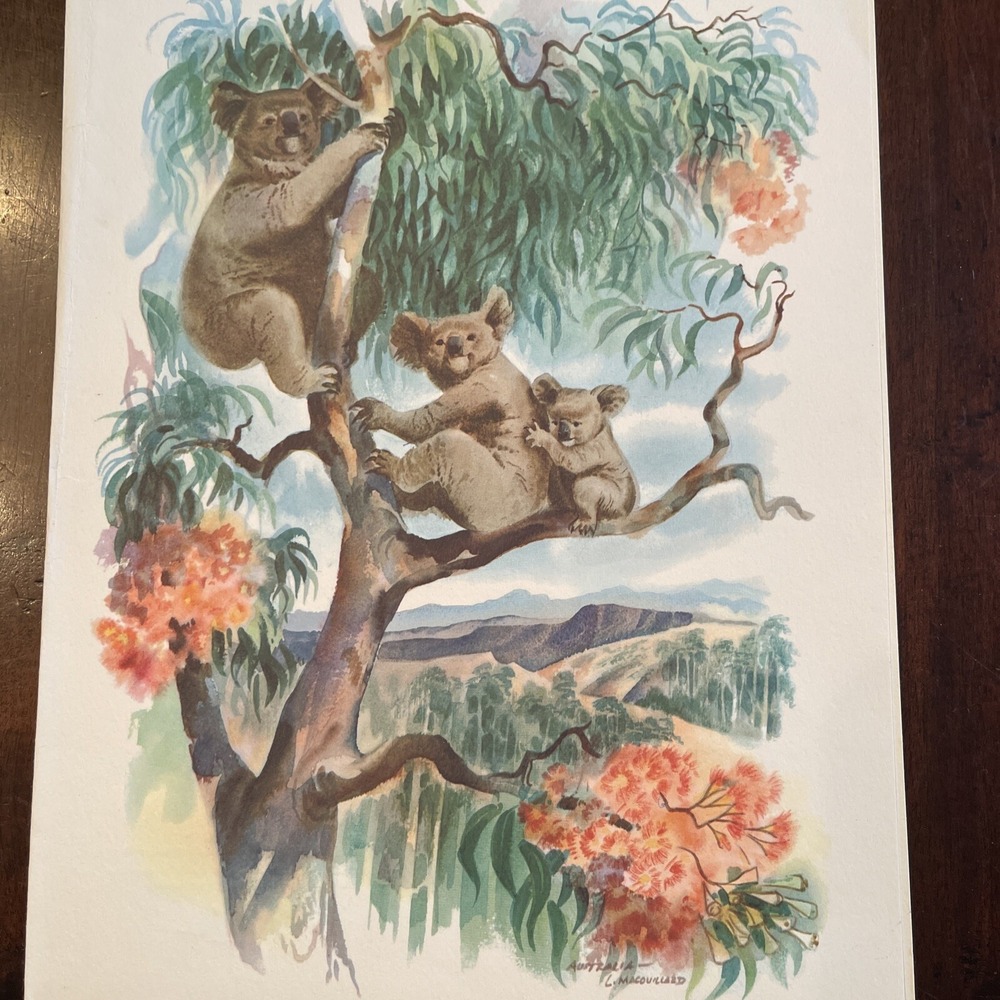 Vintage Midcentury Art Print Louis Macouillard Koala Australia Matson Menu 60s